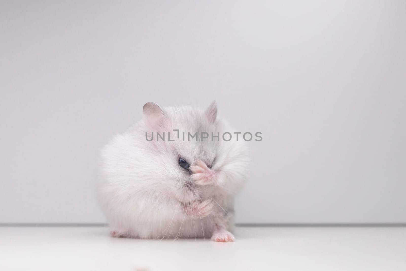 stand in kung fu, white hamster by drakuliren
