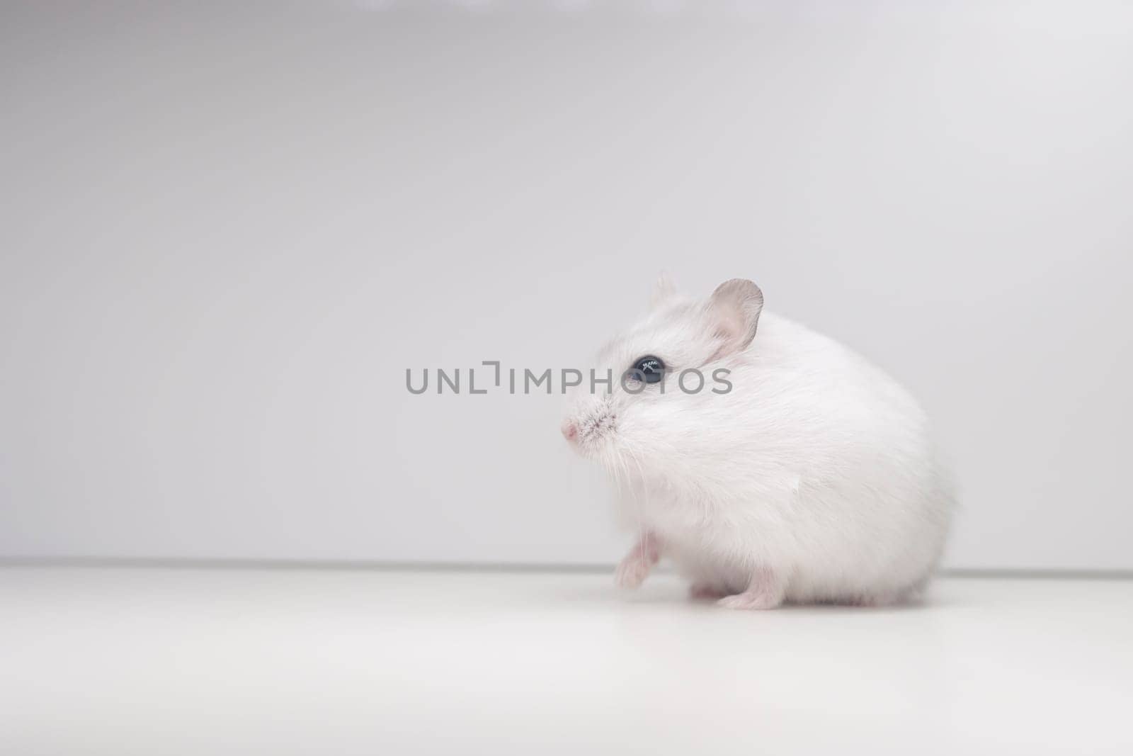 white hamster sitting on a white background, pets