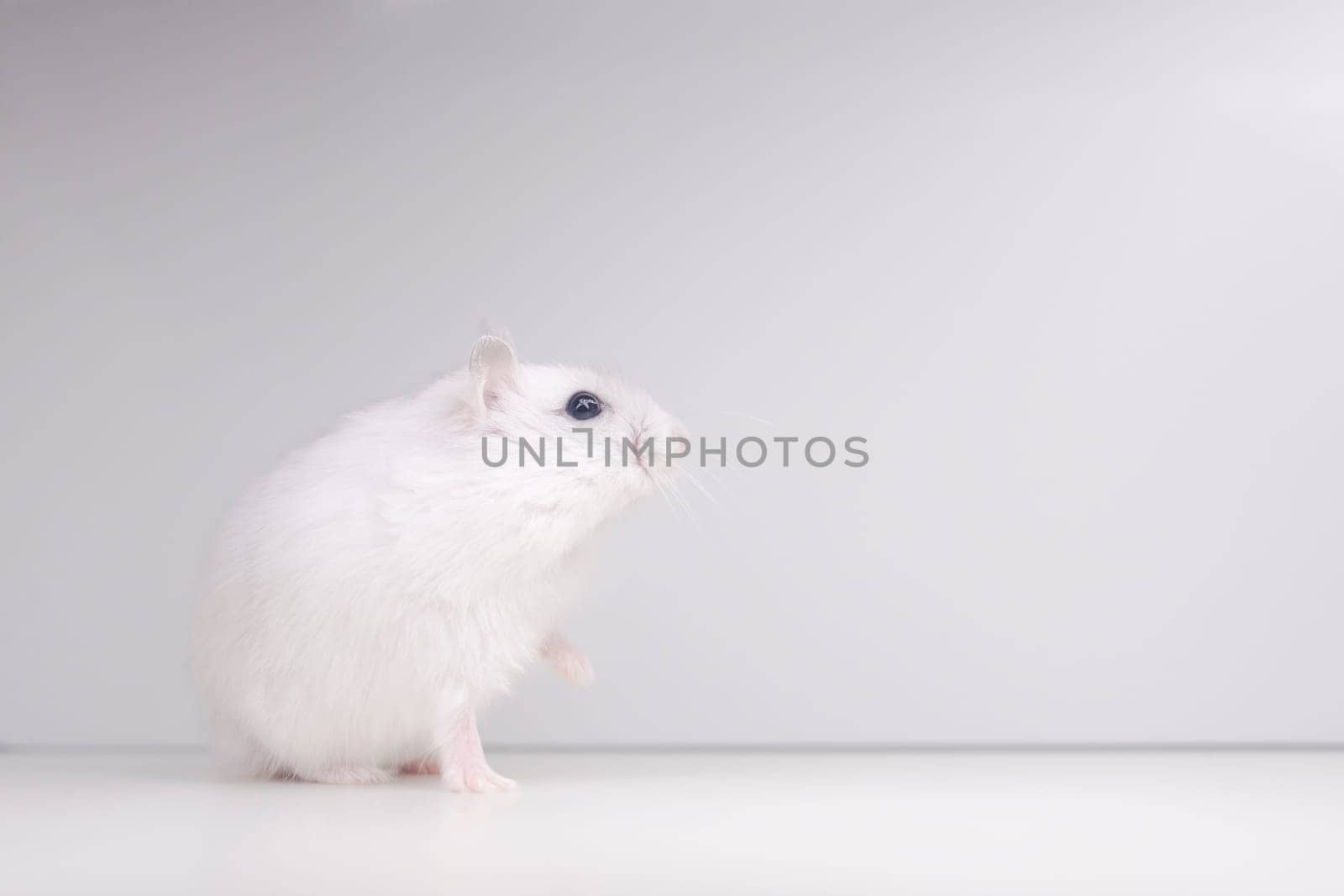 white hamster with a raised paw on a white background by drakuliren