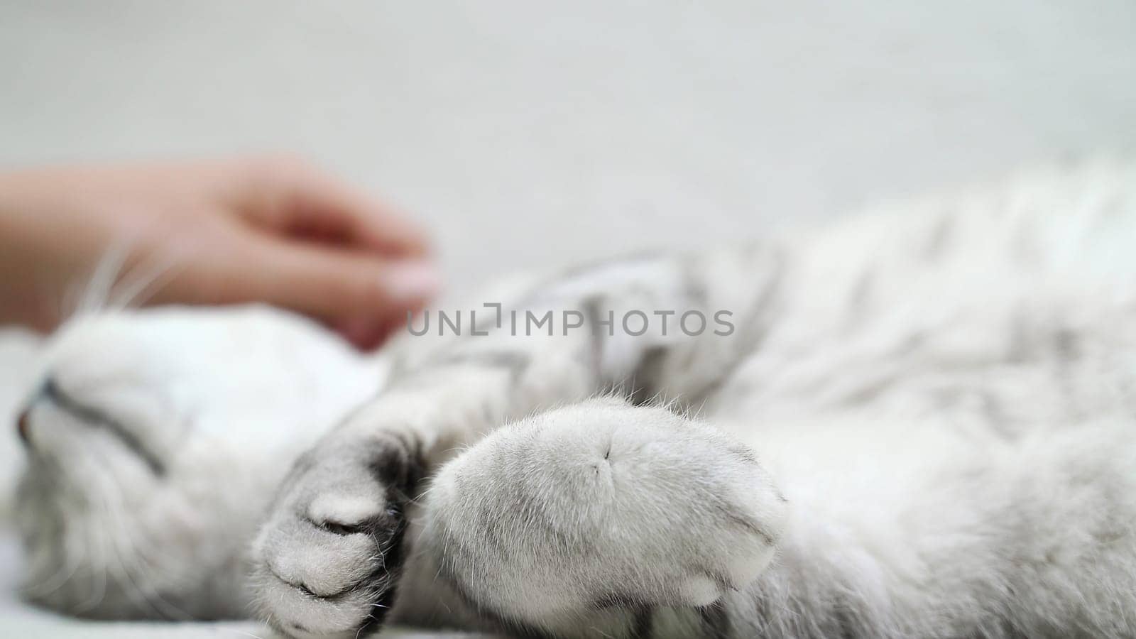 Scottish straight-eared cat lies on its back. The cat is upside down, the hand strokes the cat