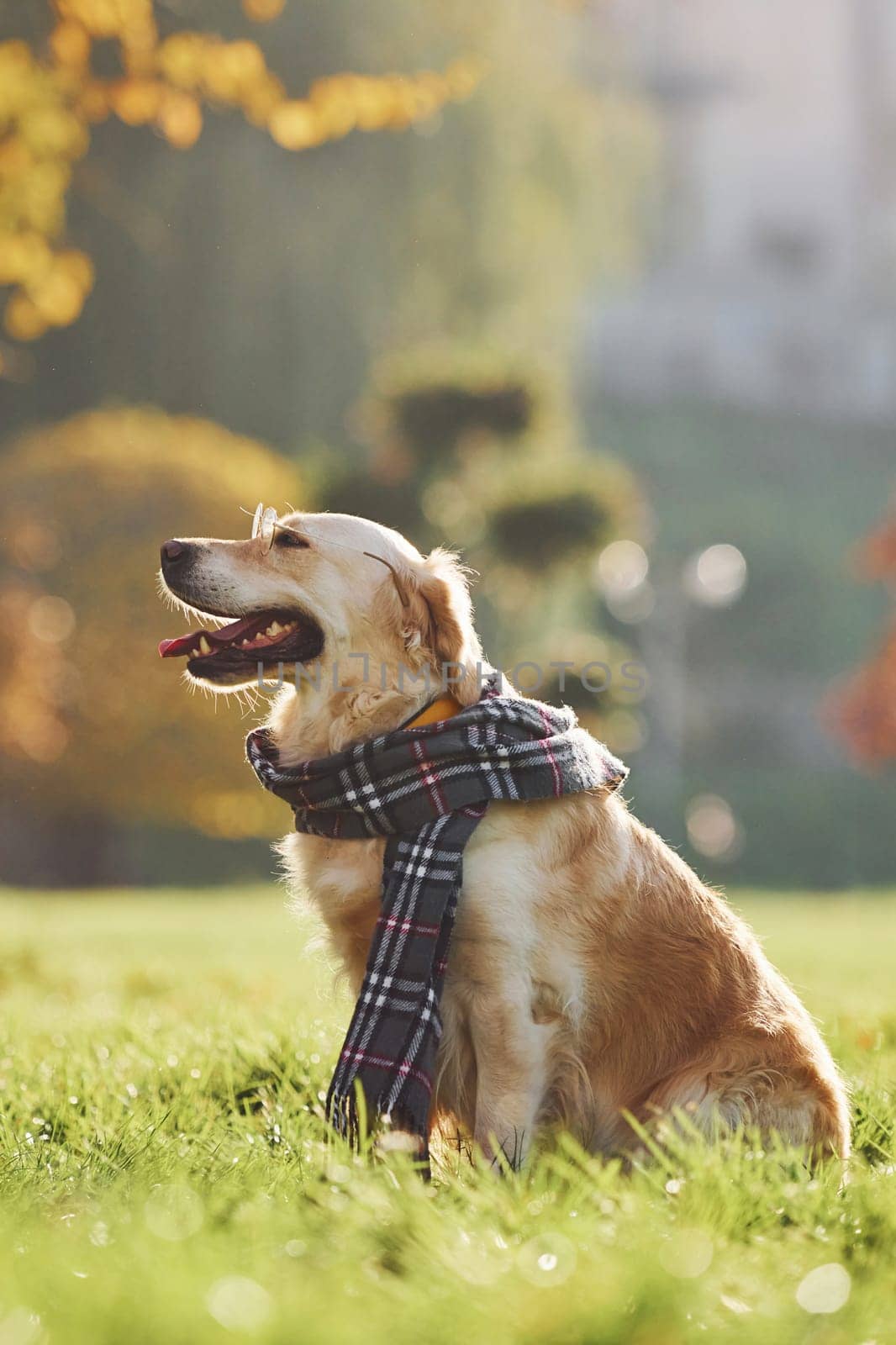 In scarf. Beautiful Golden Retriever dog have a walk outdoors in the park.