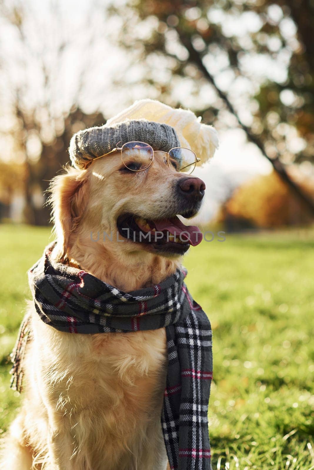 In hat, scarf and spectacles. Hipster look. Beautiful Golden Retriever dog have a walk outdoors in the park.