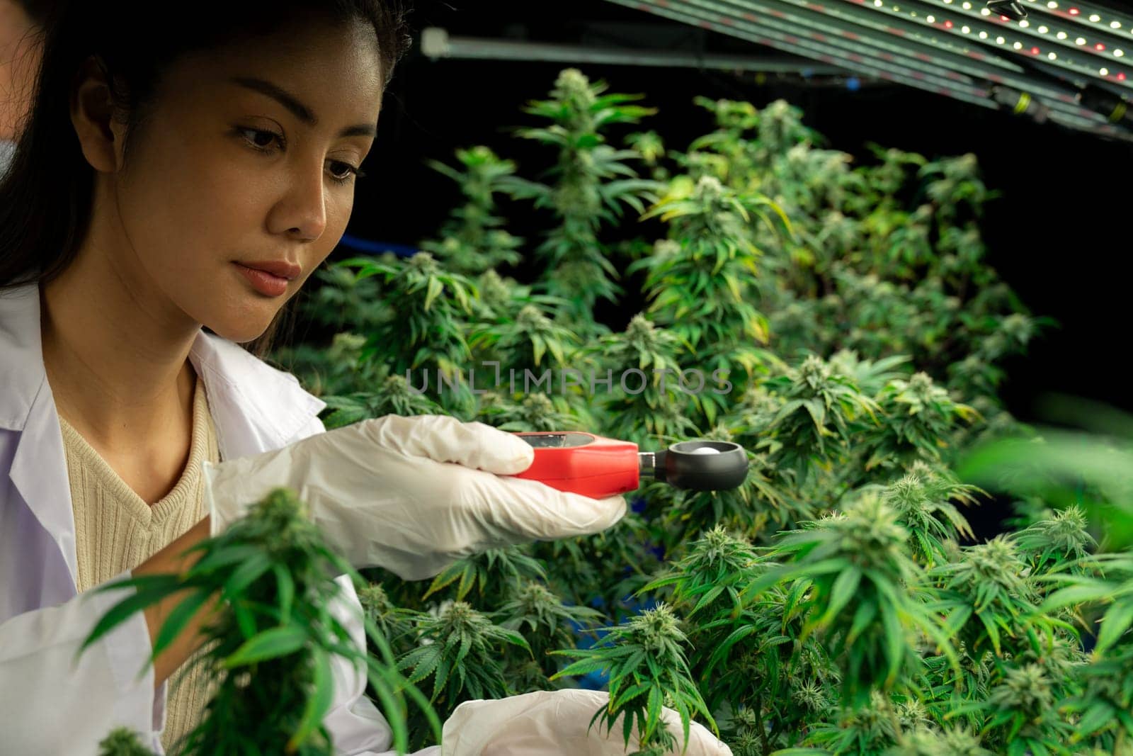 Scientist is measuring temperature and humidity on gratifying cannabis plants and buds in medicinal indoor cannabis farm using thermometer and hygrometer. Concept of cannabis farm in grow facility.