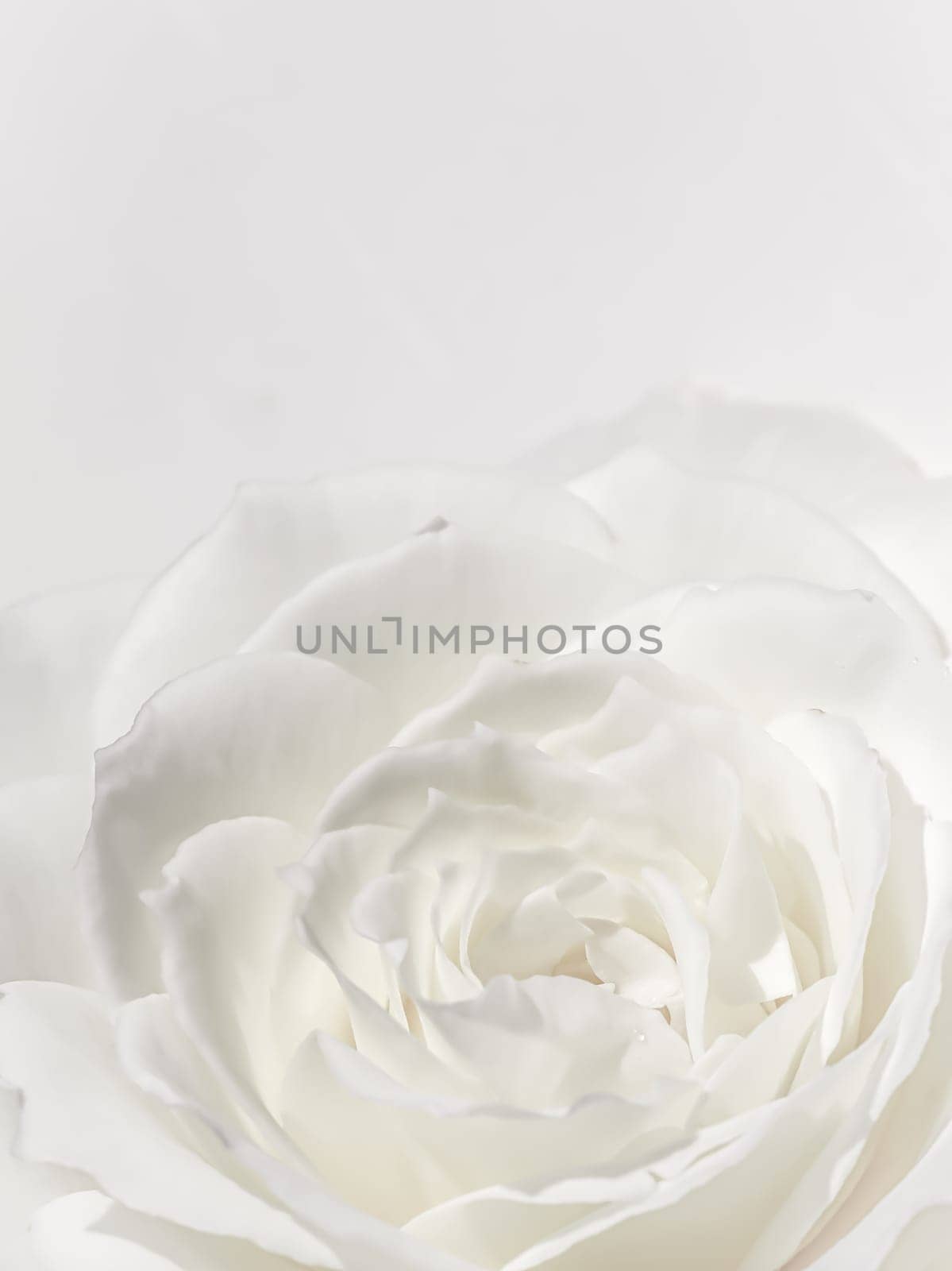 Beautiful rose flower isolated on white background. Soft focus by Olayola