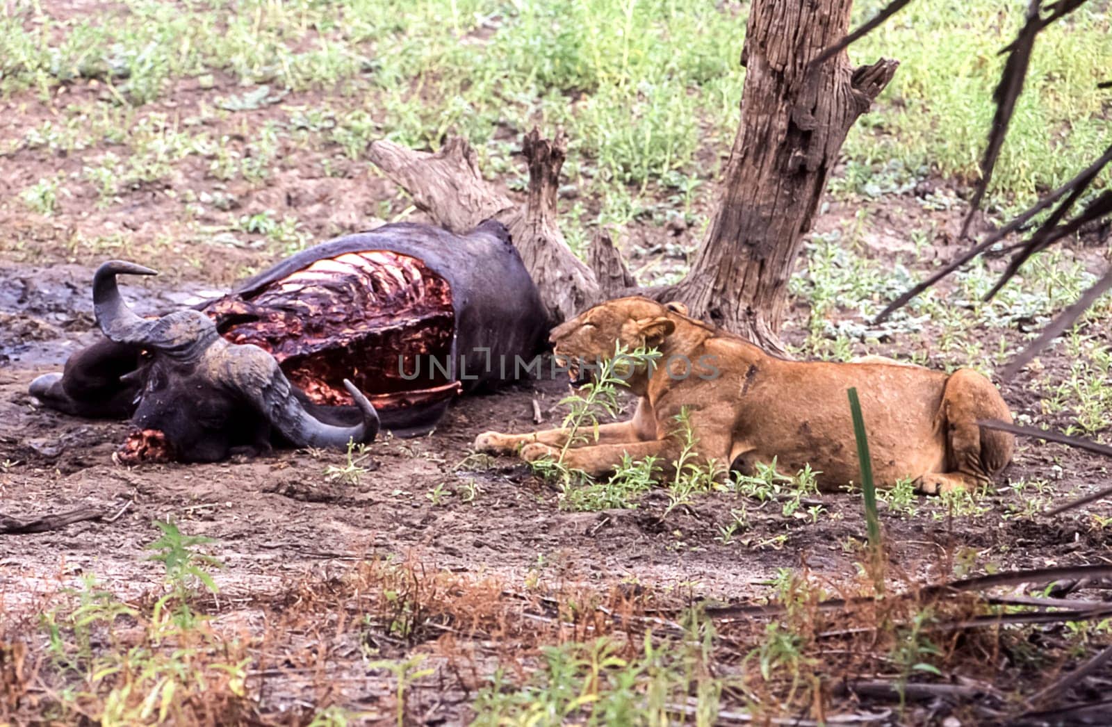 Lion (Panthera leo), Selous Game Reserve, Morogoro, Tanzania, Africa