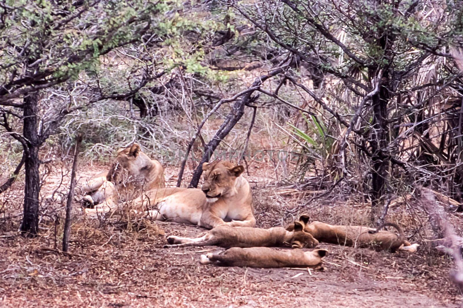 Lion (Panthera leo), Selous Game Reserve, Morogoro, Tanzania, Africa