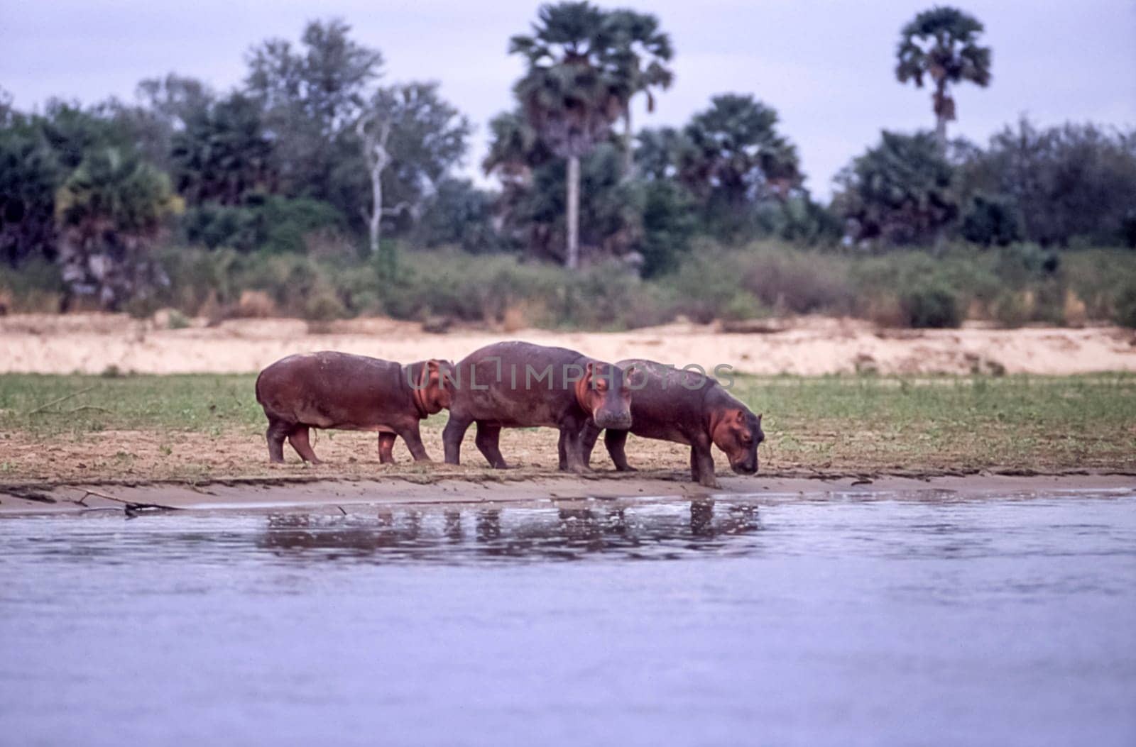 Hippopotamus (Hippopotamus amphibius, Selous Game Reserve, Morogoro, Tanzania, Africa