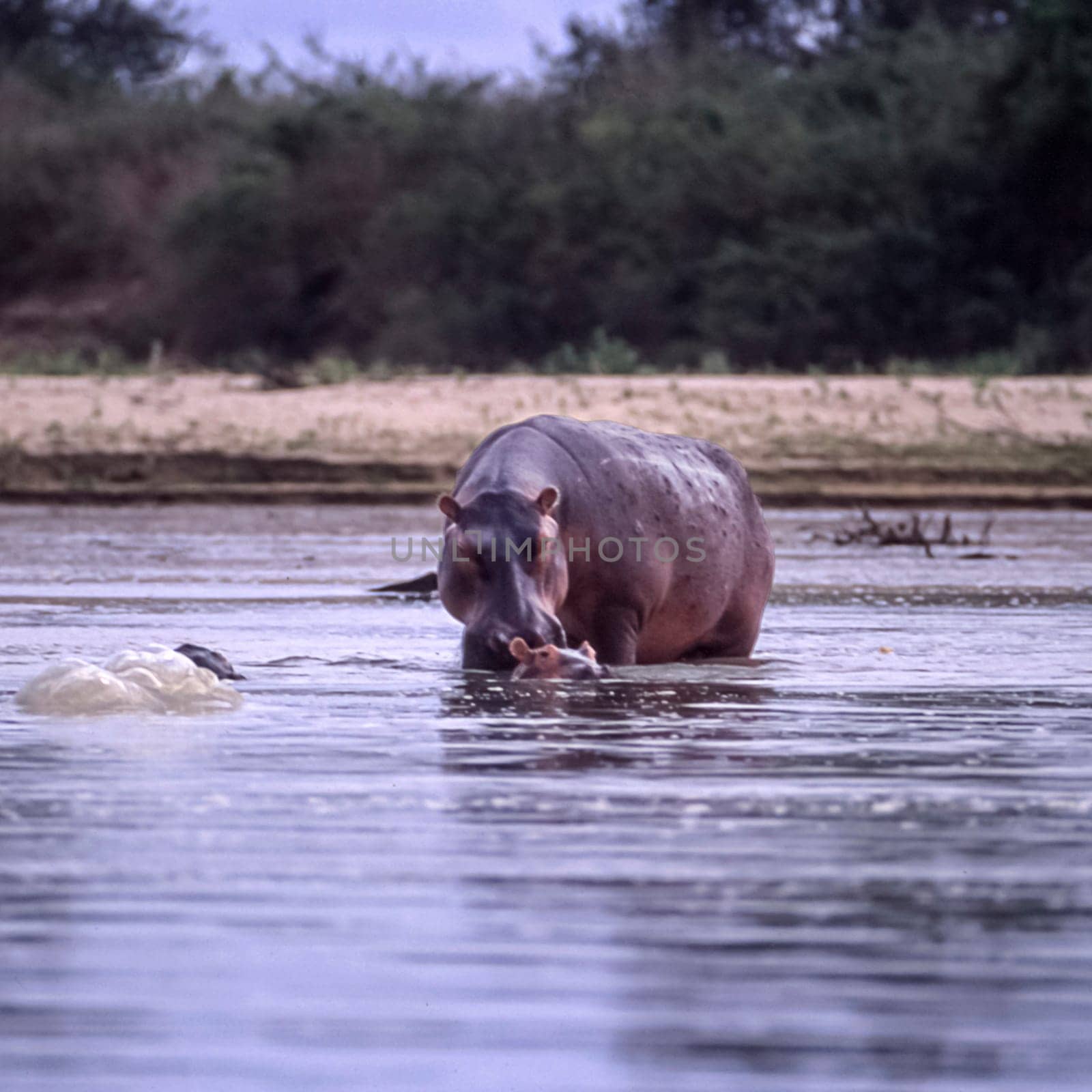 Hippopotamus (Hippopotamus amphibius, Selous Game Reserve, Morogoro, Tanzania, Africa