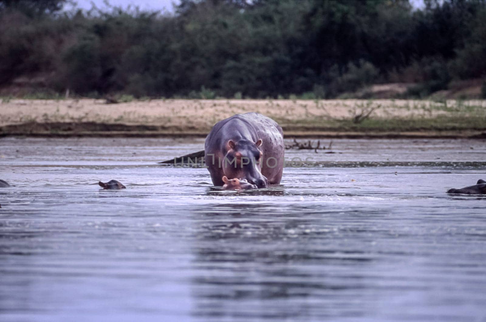 Hippopotamus (Hippopotamus amphibius, Selous Game Reserve, Morogoro, Tanzania, Africa