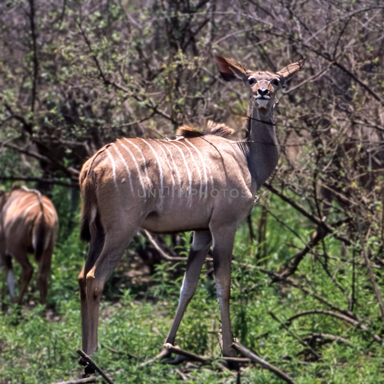 Kudu (Tragelaphus strepsiceros), Selous Game Reserve, Morogoro, Tanzania, Africa