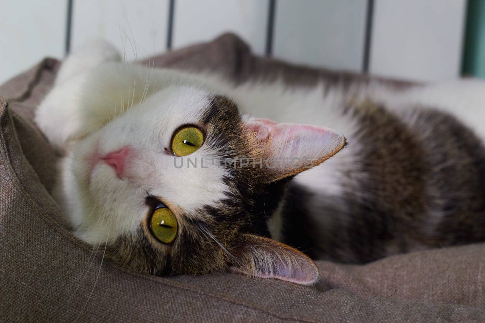 cat lying icot next to the heating battery by electrovenik