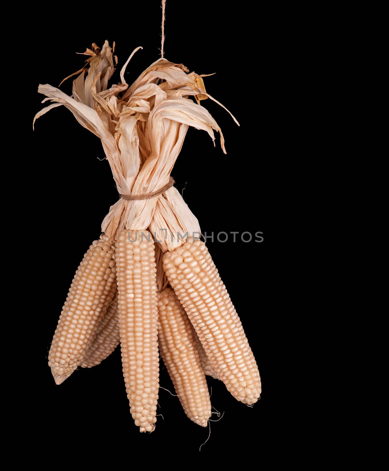 Corn grain suitable for sowing. Corn grits and popcorn need dry corn kernels. Bunch of dry corn cobs on black background by aprilphoto