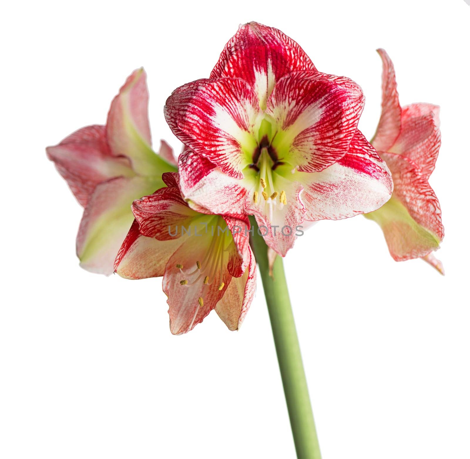 Red amaryllis flower blooming isolated with clipping path on white background,Amaryllis,Hippeastrums flowers by aprilphoto