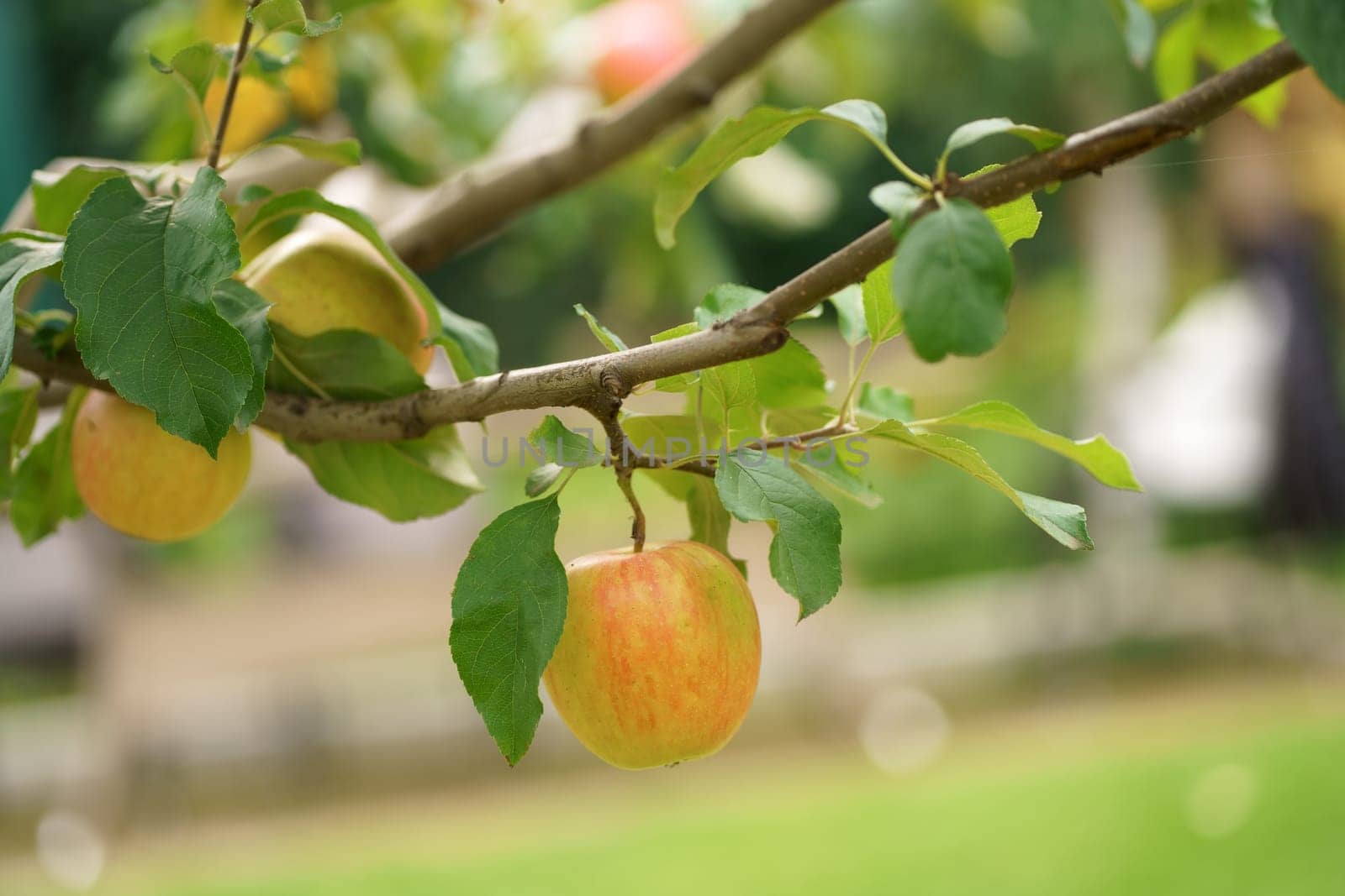 Apple tree in old orchard. grow with green leaves ripe yellow fruit apples by aprilphoto