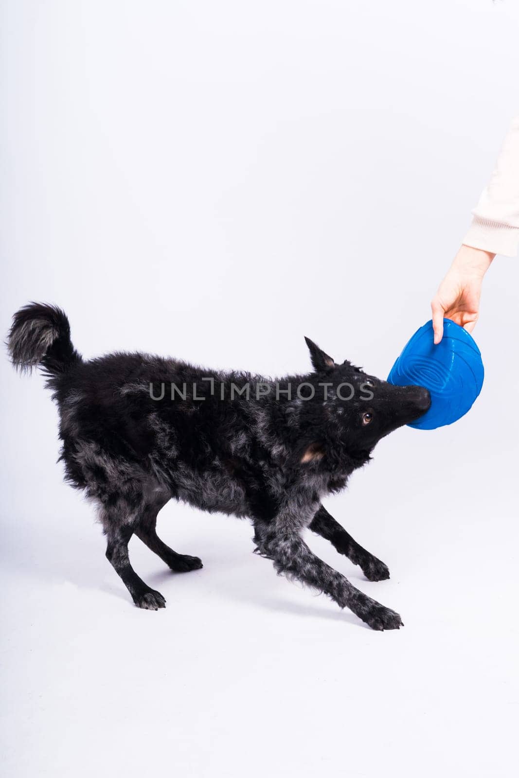 A playful mudi breed dog picking up blue frisbee with her teeth