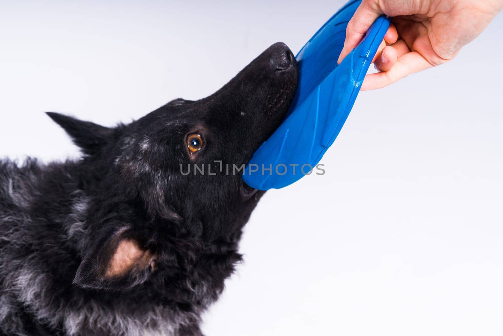 A playful mudi breed dog picking up blue frisbee with her teeth