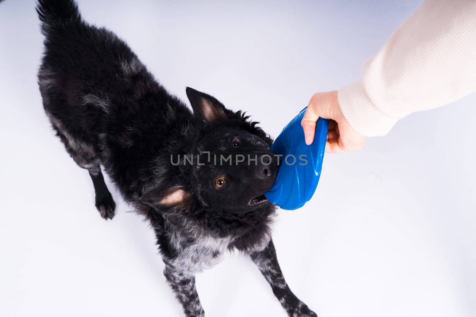 A playful mudi breed dog picking up blue frisbee with her teeth