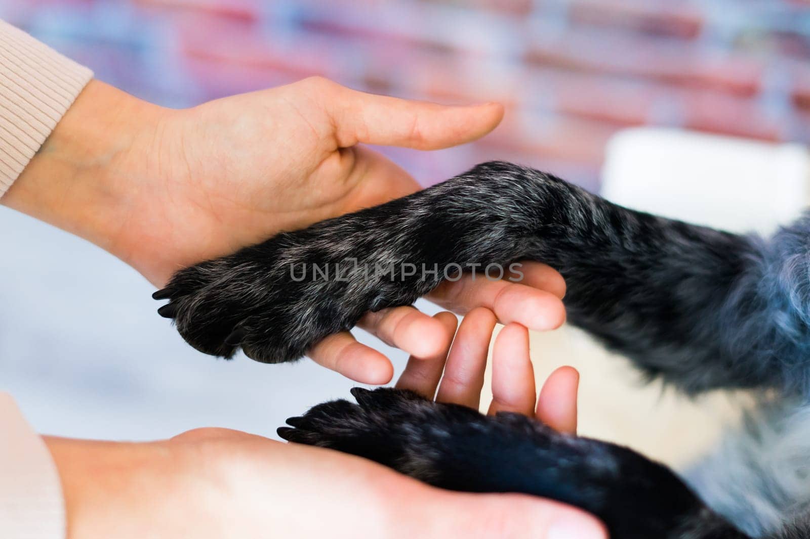 Man holds the dog's paw with love feeding mudi dog. On brick background