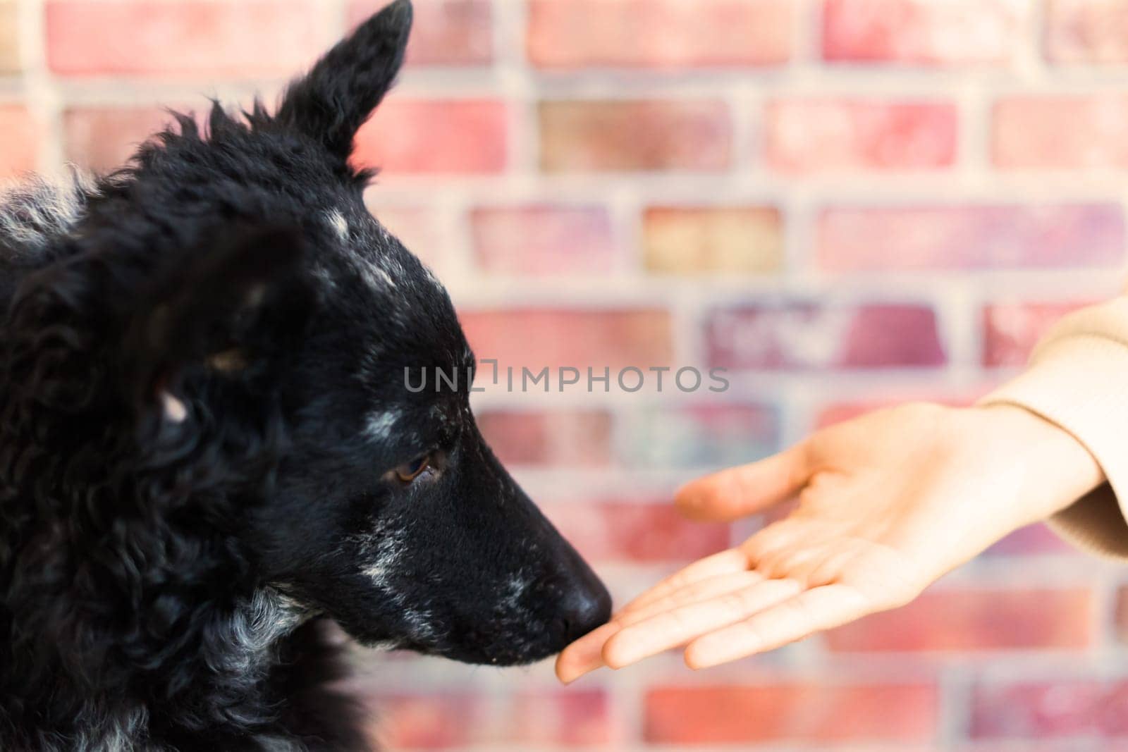 Man holds the dog's paw with love feeding mudi dog. On a brick background by Zelenin