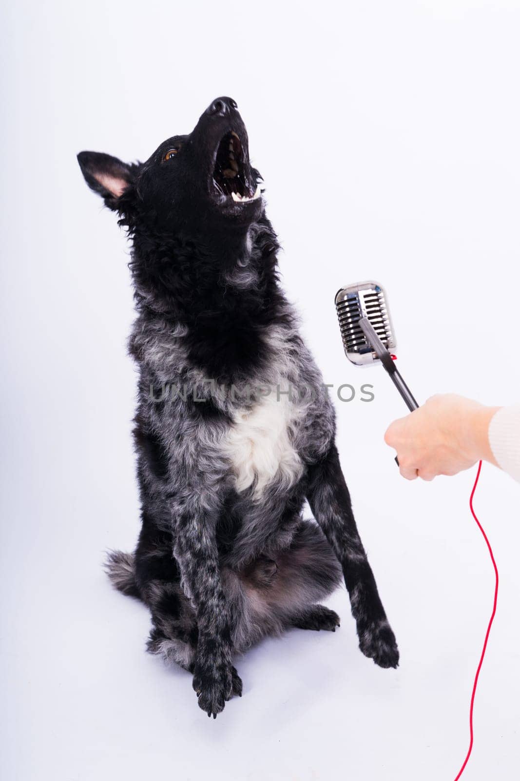 Mudi dog with microphone on white studio background by Zelenin