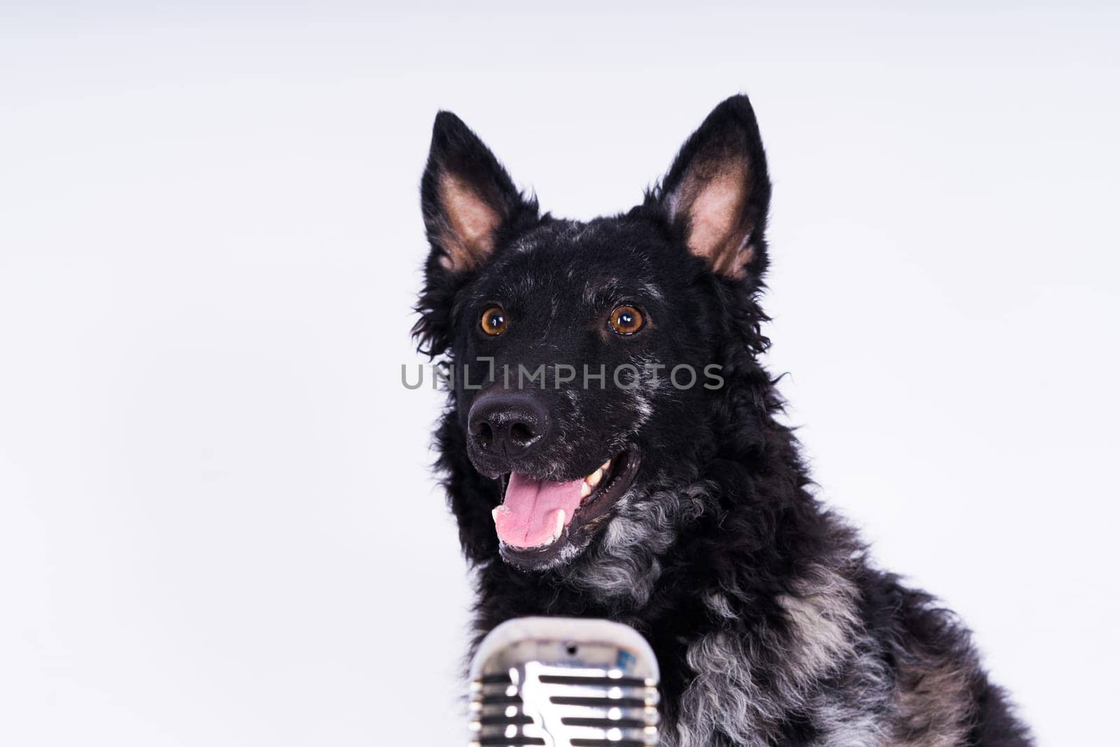 Mudi dog with microphone on a white studio background