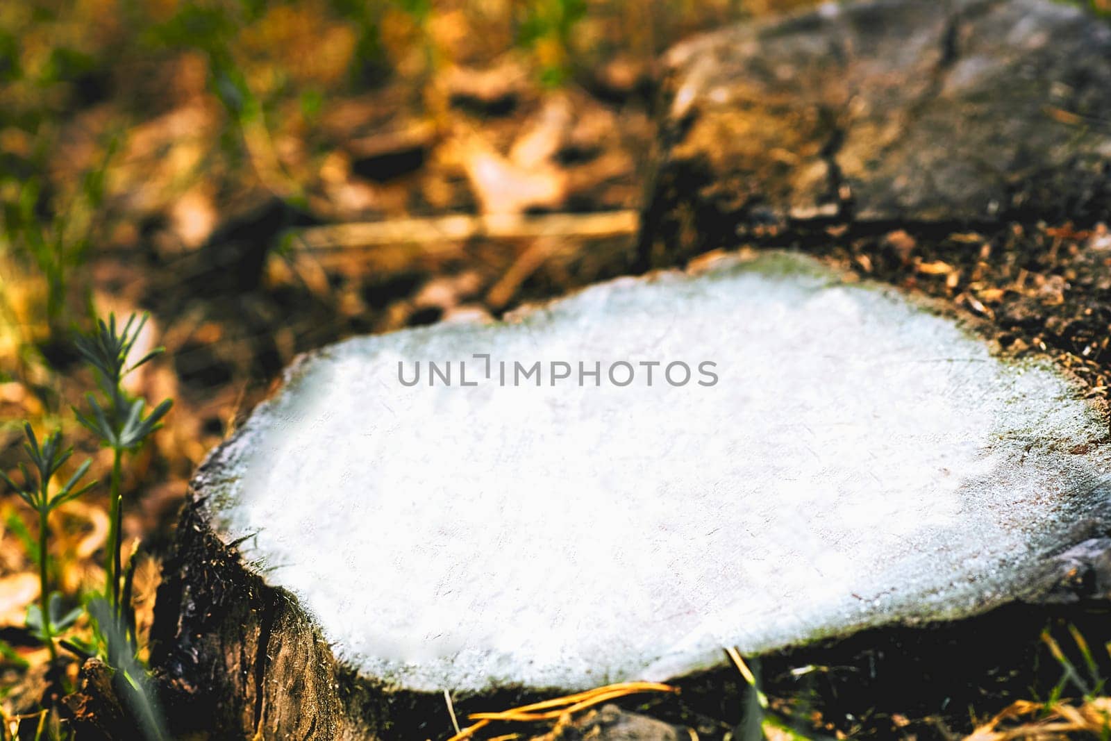 the bottom part of a tree left projecting from the ground after most of the trunk has fallen or been cut down.