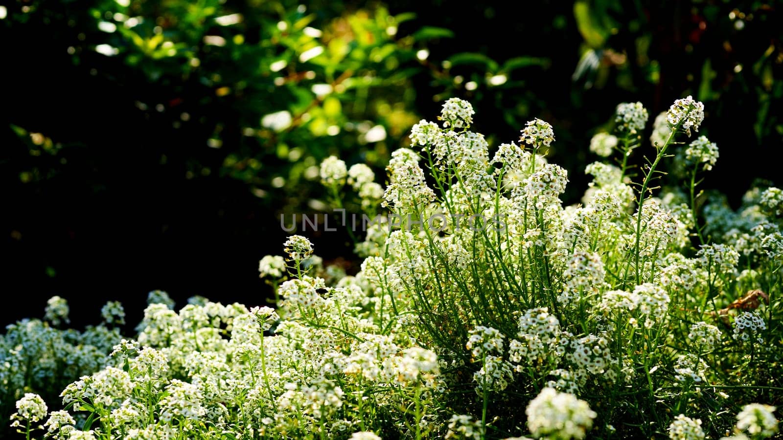 a herbaceous Eurasian plant that bears small flowers in a range of colors, typically white or yellow.