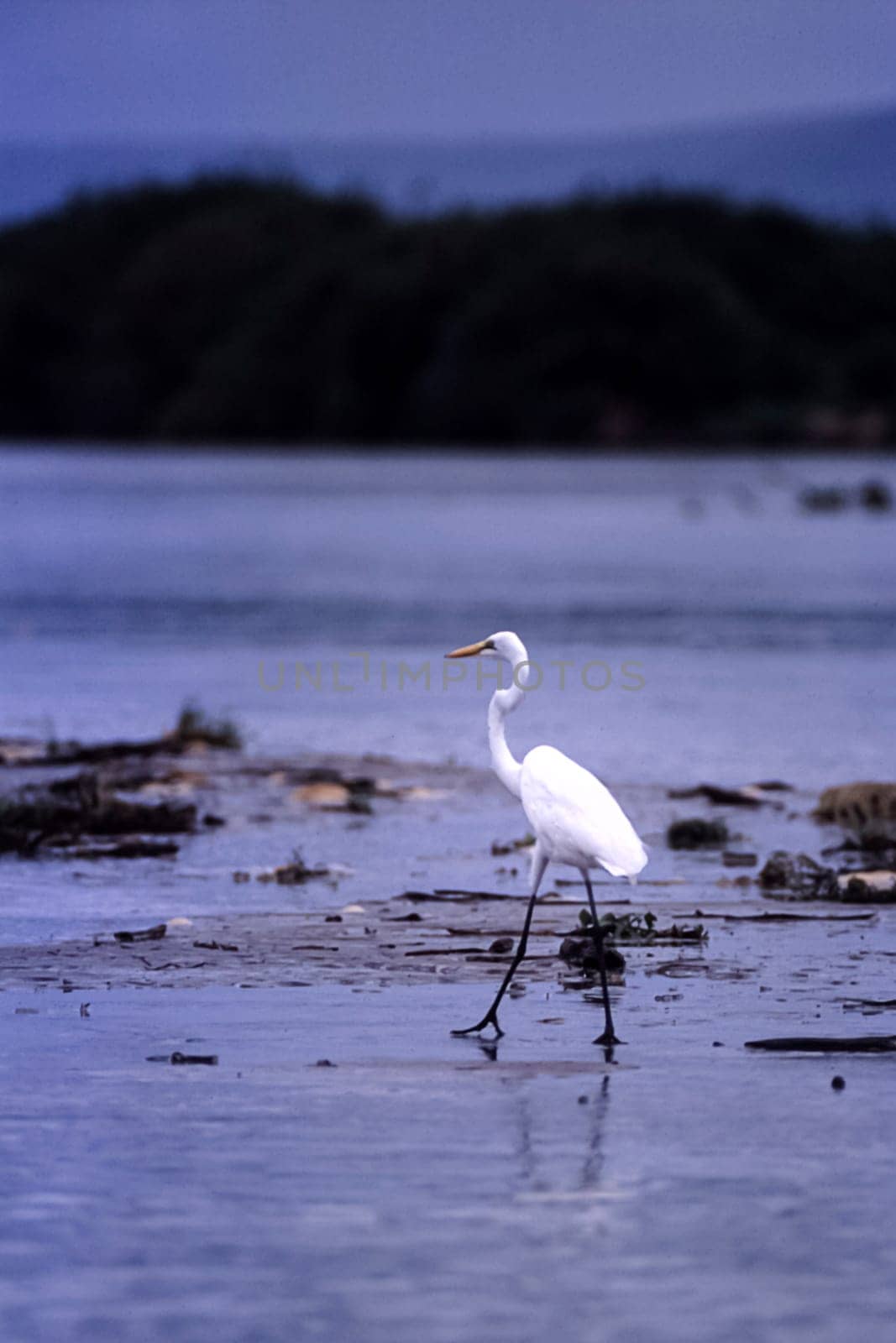 Great White Egret (Egretta alba), Selous Game Reserve, Morogoro, Tanzania, Africa
