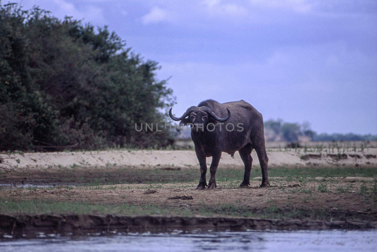 Buffalo (Syncerus caffer), Selous Game Reserve, Morogoro, Tanzania, Africa