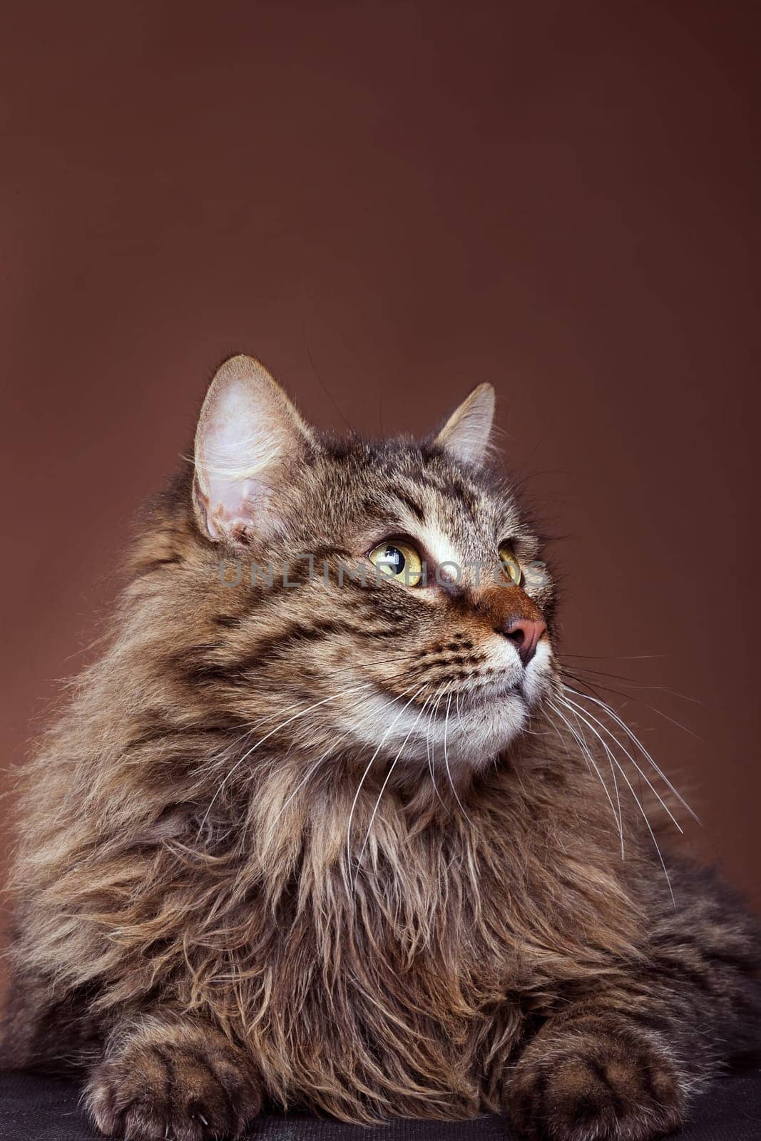 Cat in studio looking away from camera on brown background by DCStudio