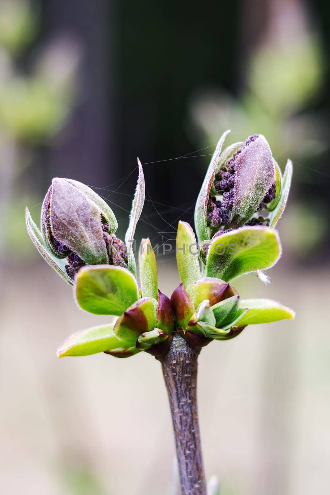Young closed bud of lilac close up, macro photo