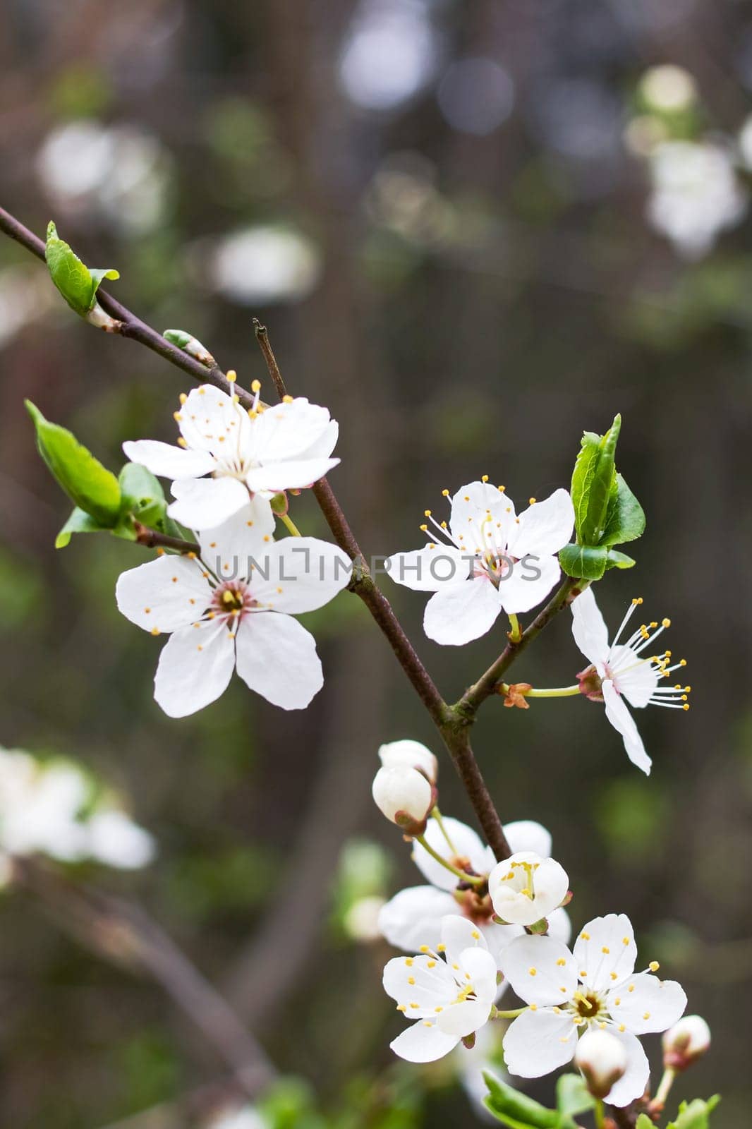 White cherry flowers and green leaves on a branch