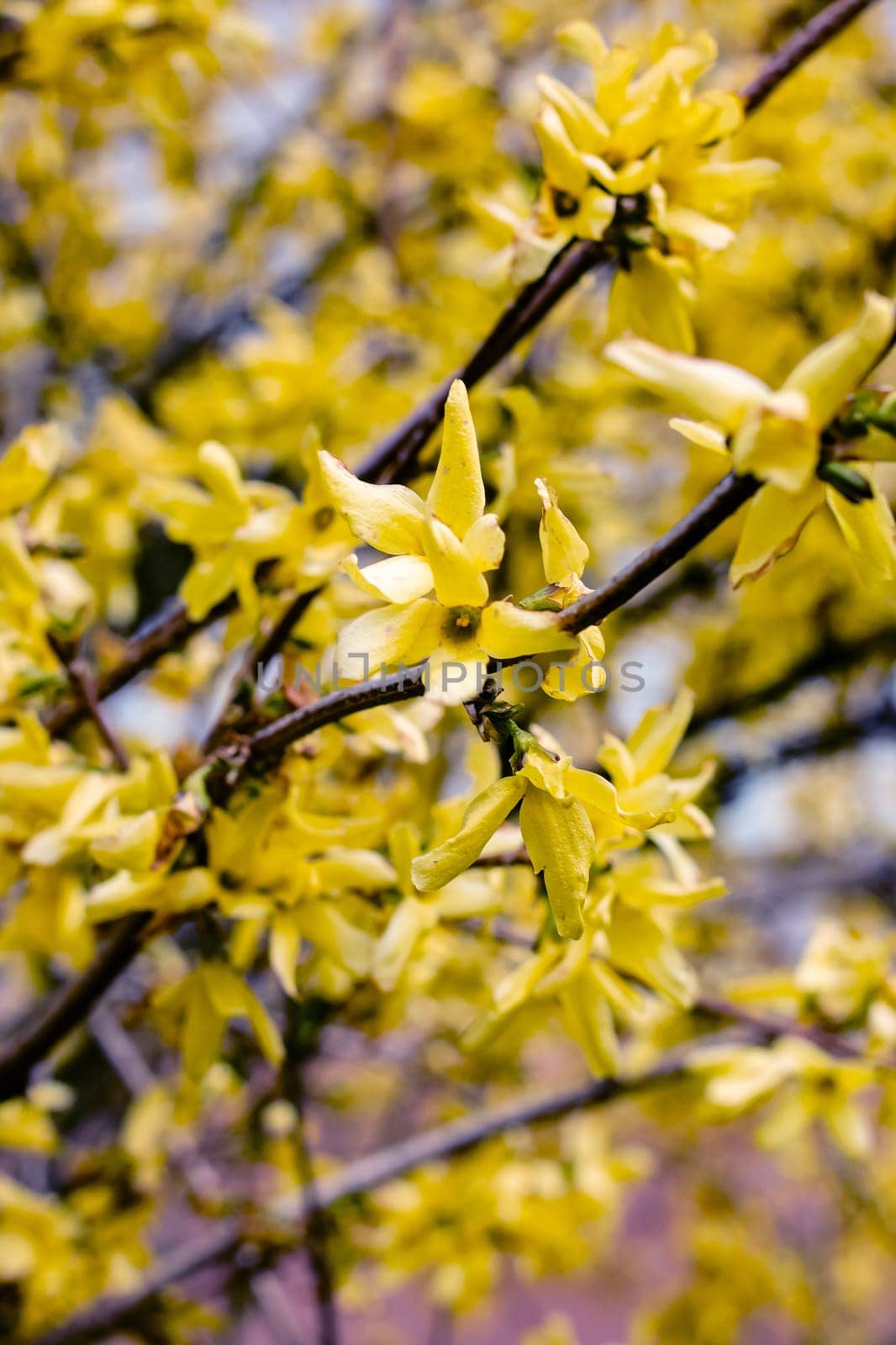 Yellow small leaves on the branches of a bush close up