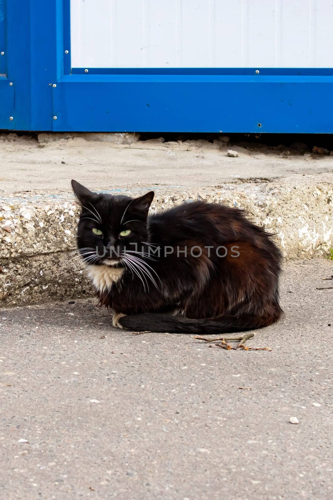 Black cat lies on the pavement close up