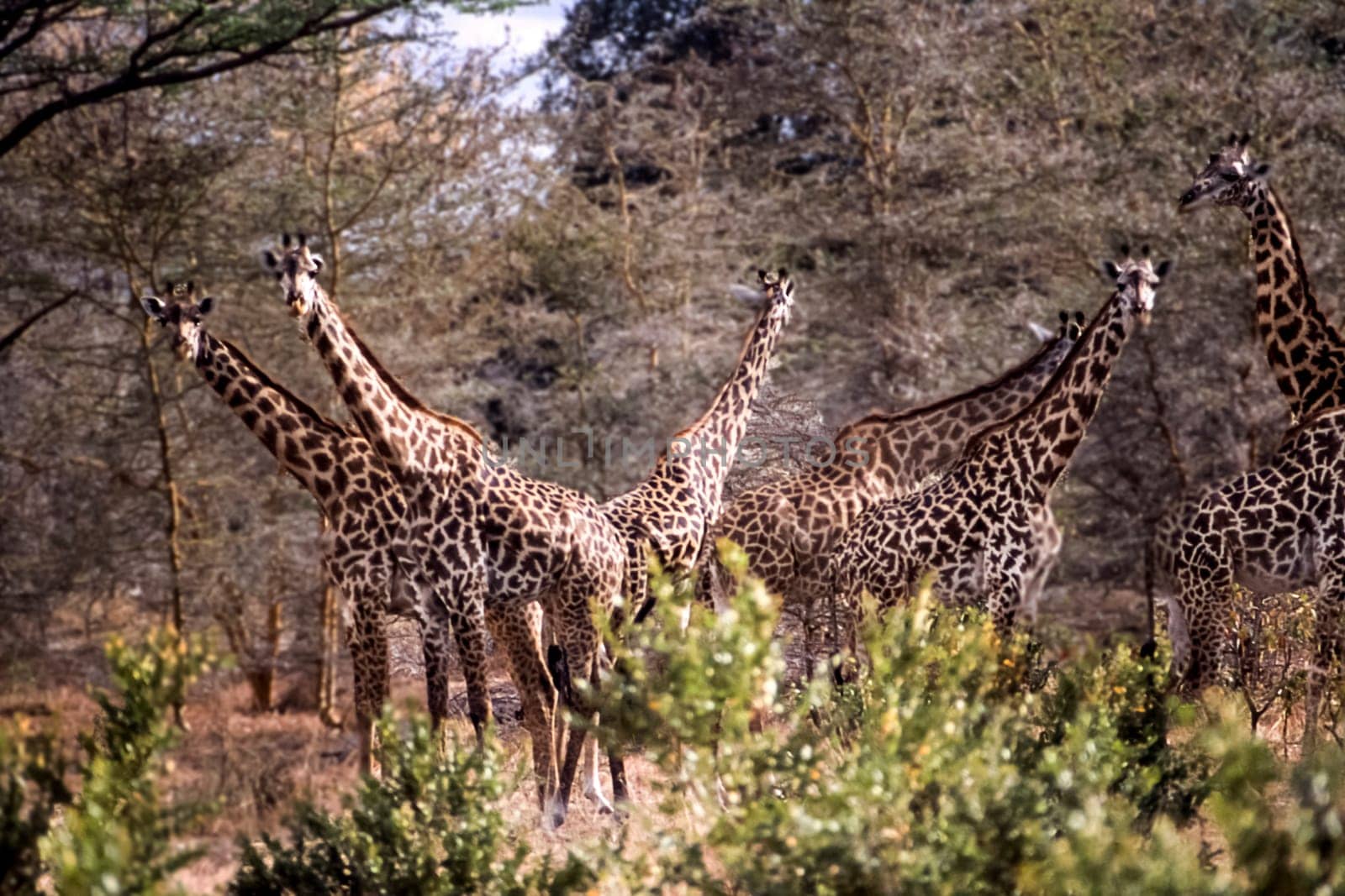 Giraffe (Giraffa camelopardalis), Selous Game Reserve, Morogoro, Tanzania, Africa