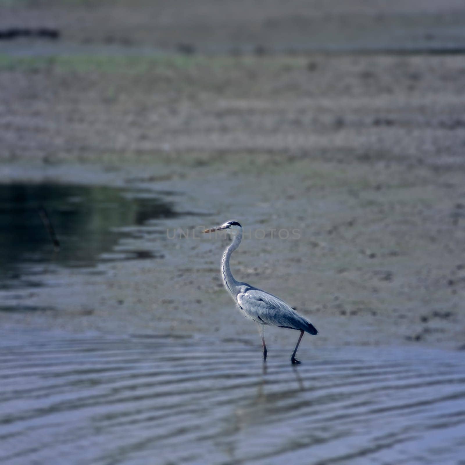 Grey Heron (Ardea cinerea), Selous Game Reserve, Morogoro, Tanzania, Africa