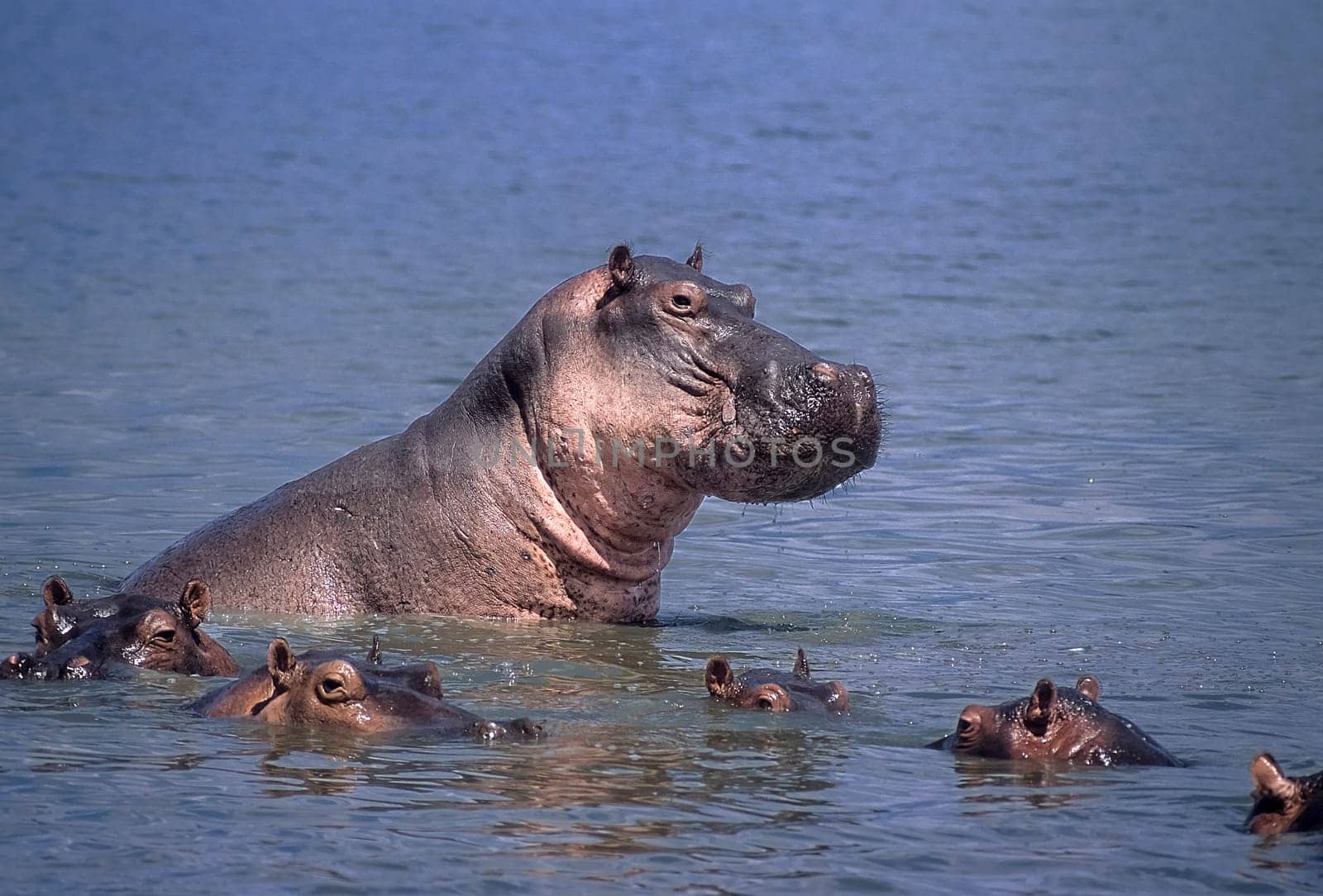 Hippopotamus (Hippopotamus amphibius), Selous Game Reserve, Morogoro, Tanzania, Africa