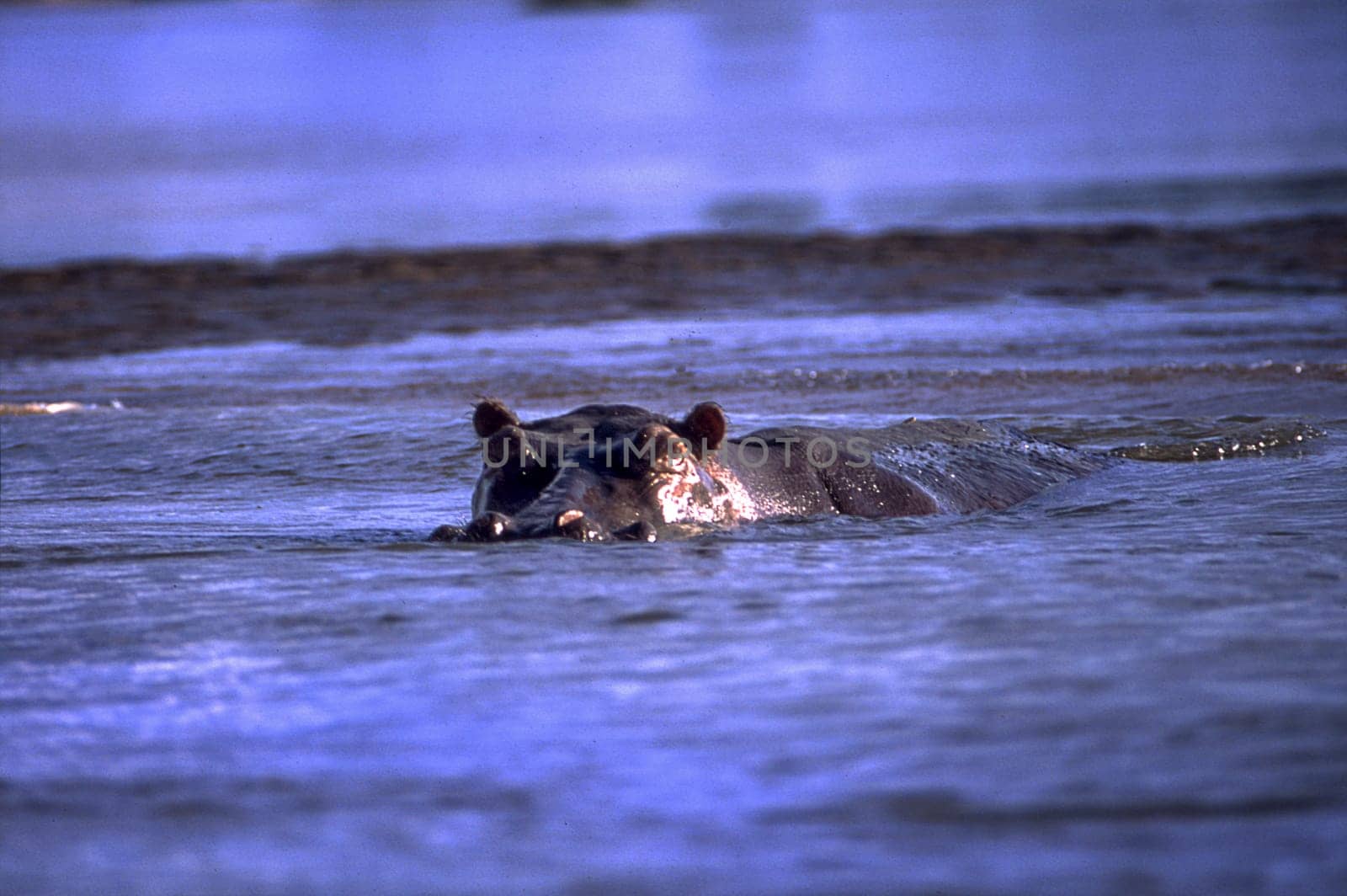 Hippopotamus (Hippopotamus amphibius), Selous Game Reserve, Morogoro, Tanzania, Africa