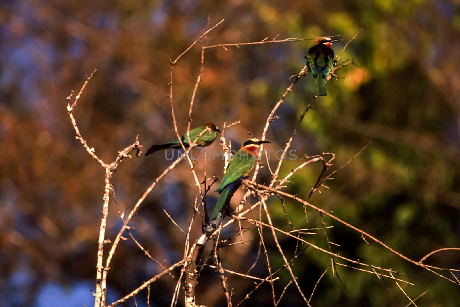 Whitefronted Bee-eater (Merops bullockoides), Selous Game Reserve, Morogoro, Tanzania, Africa