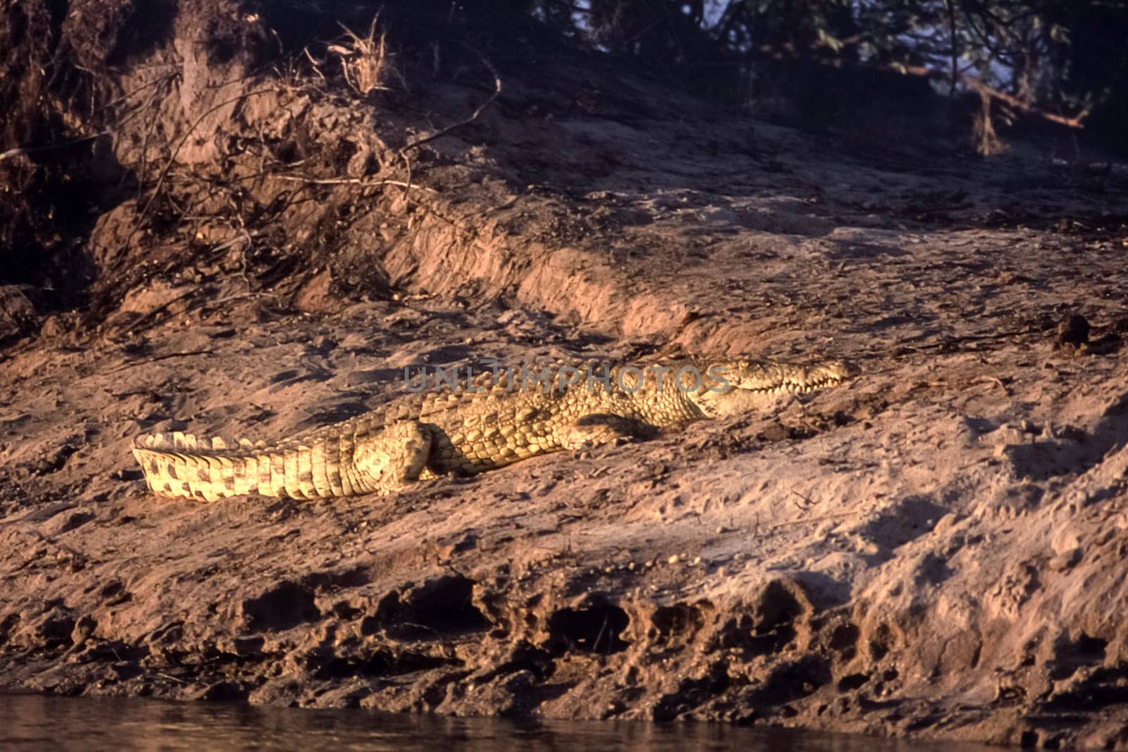 Nile Crocodile (Crocodylus niloticus), Selous Game Reserve, Morogoro, Tanzania, Africa