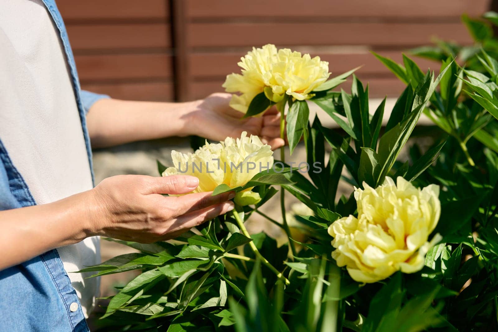 Closeup of woman's hands touching yellow flowers on peony bush, spring nature in backyard garden background. Nature, beauty, botany, floristry seasonality concept