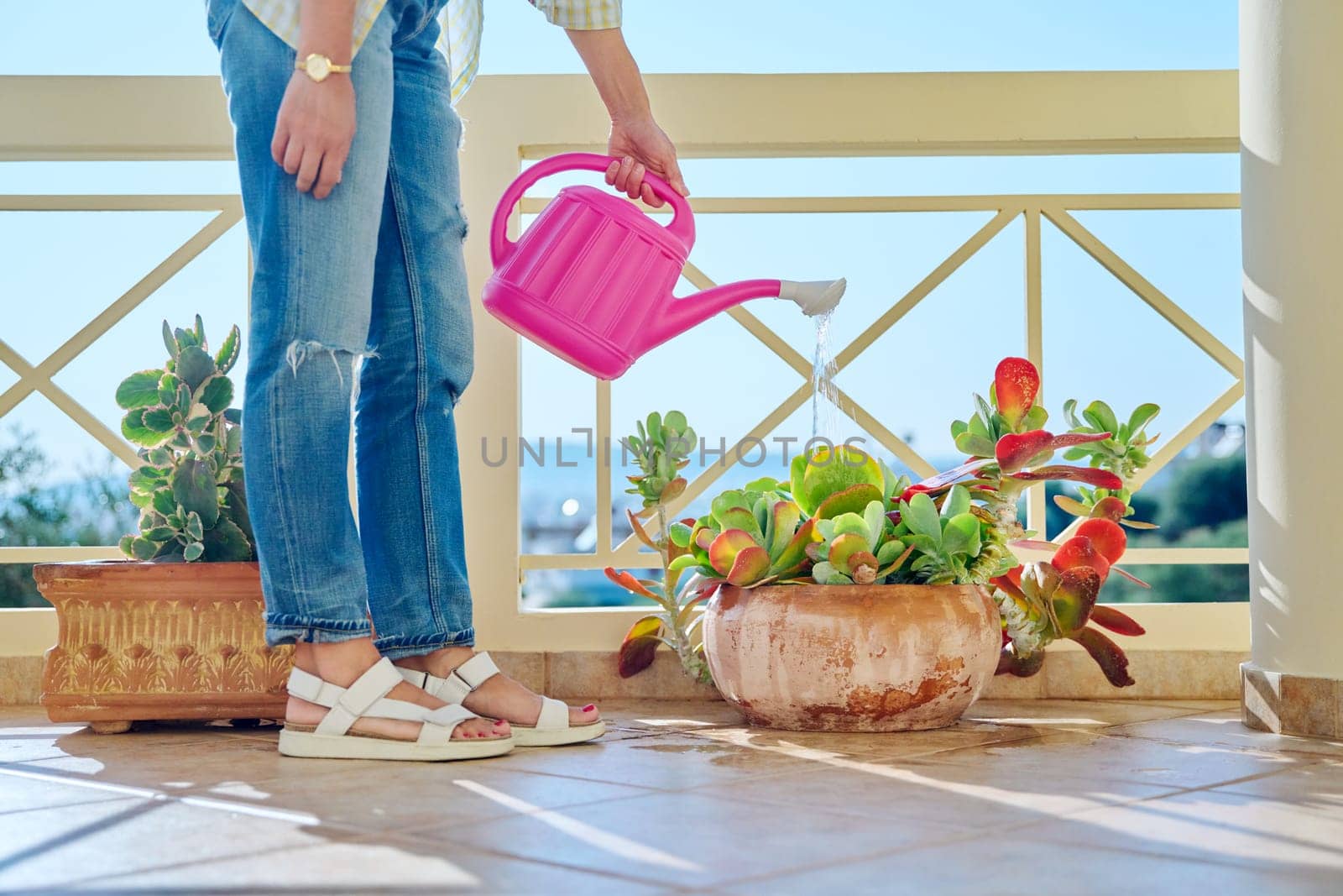 A woman watering a plant in a pot from a watering can, landscaping balconies, terraces.