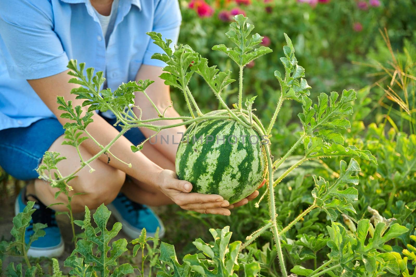 Woman gardener with watermelon berry in her hands, on watermelon garden. Happy female rejoicing in harvest, natural organic food, gardening, agriculture, summer autumn season, hobby, farming concept