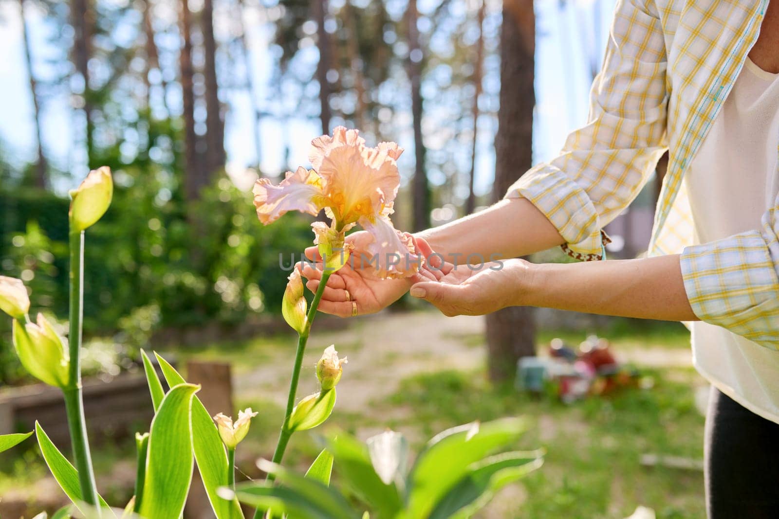 Close-up of flowering plant of beige iris in woman's hand, on flower bed in garden. Beauty, nature, spring, backyard landscaping, hobbies and leisure