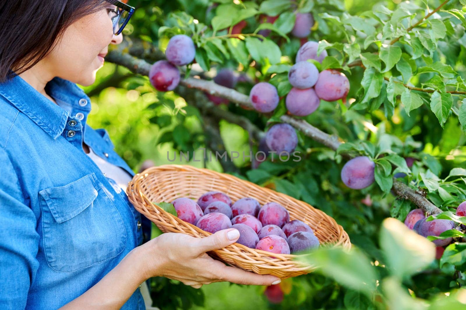 Close-up of woman's hand picking ripe plums from tree in basket. Summer autumn season, plum harvest, organic farm, orchard, natural healthy food, delicious fruits concept