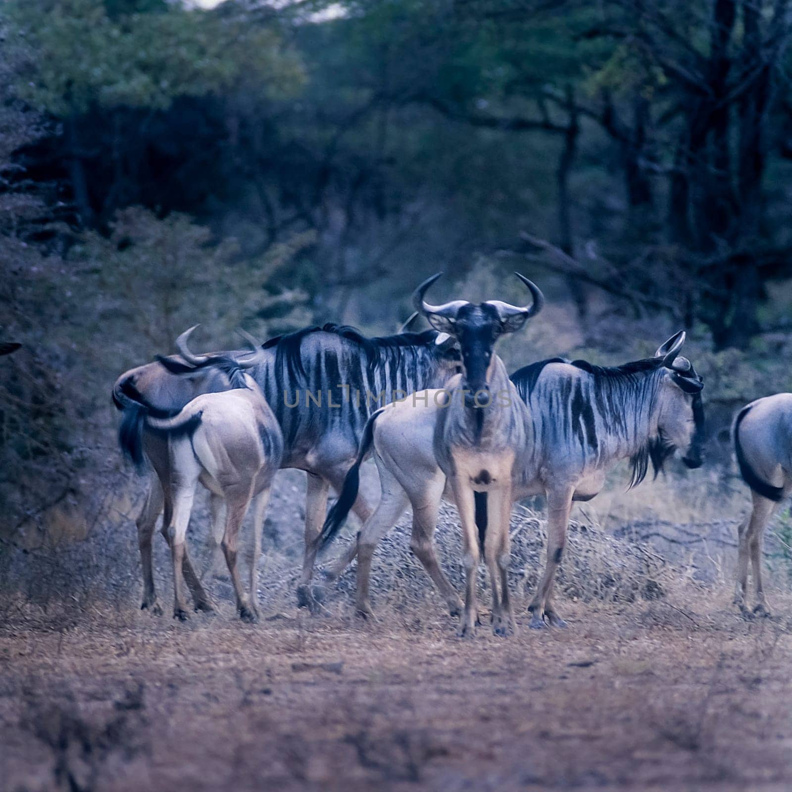 Blue Wildebeest (Connochaetes taurinus), Selous Game Reserve, Morogoro, Tanzania, Africa