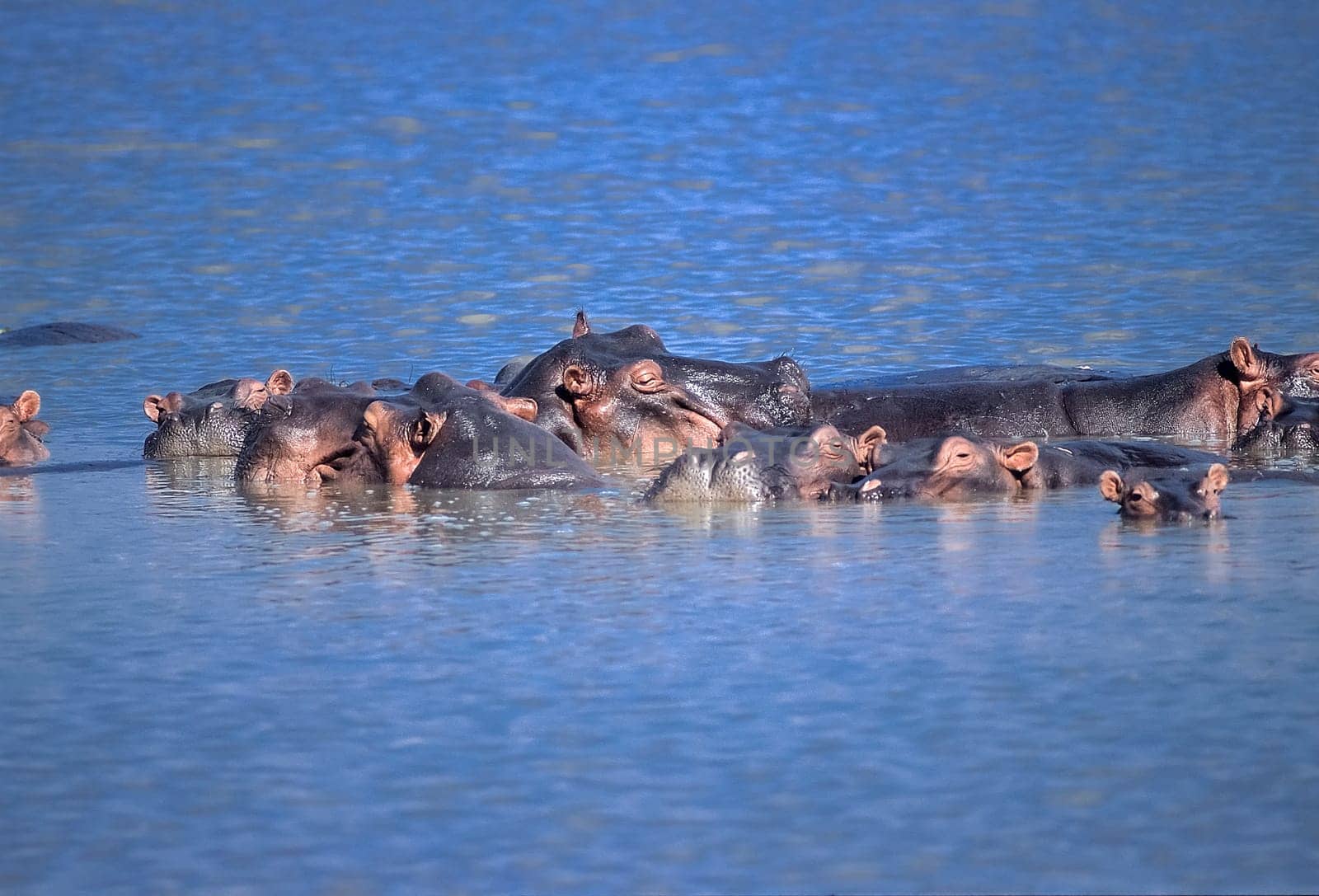 Hippopotamus (Hippopotamus amphibius), Selous Game Reserve, Morogoro, Tanzania, Africa