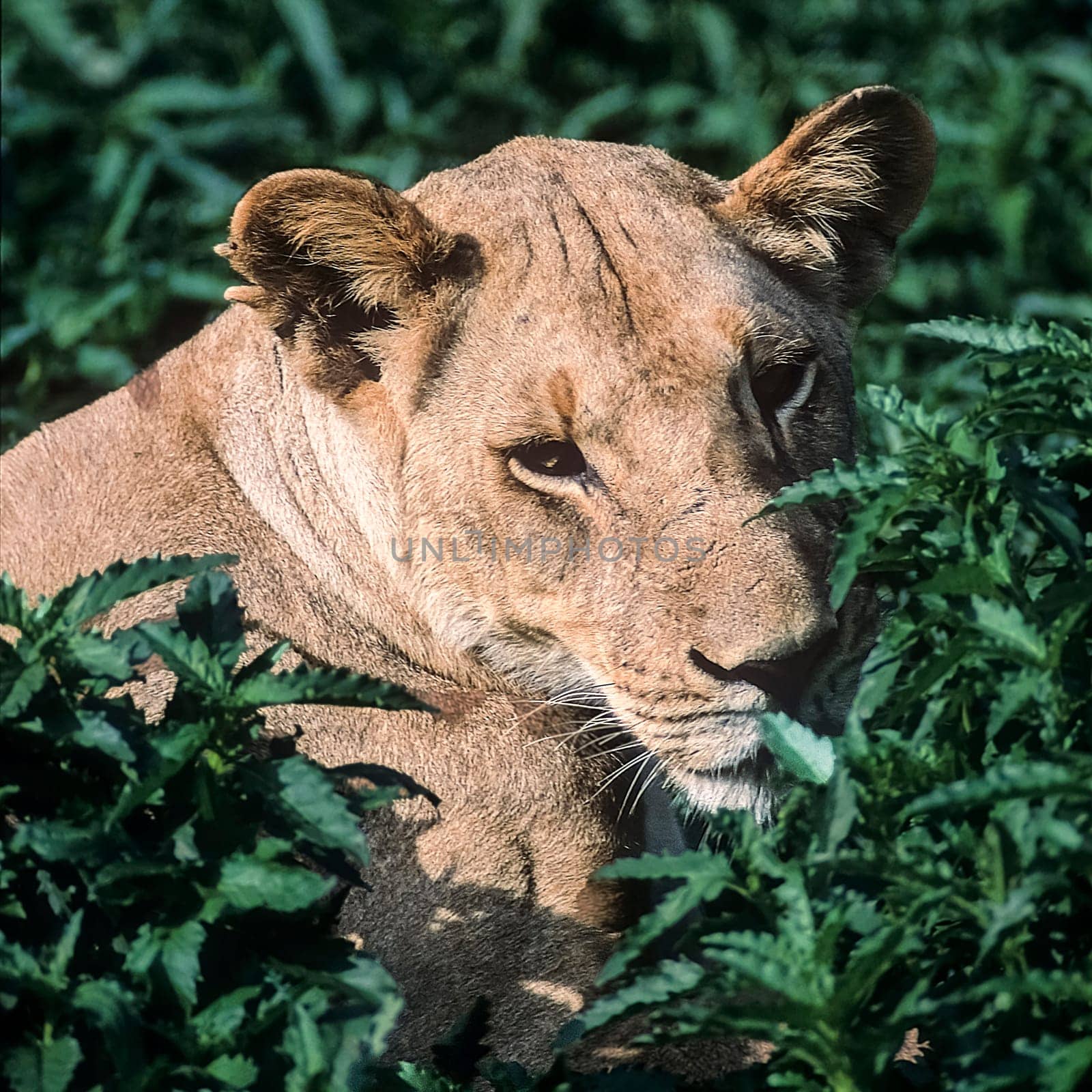 Lion (Panthera leo), Selous Game Reserve, Morogoro, Tanzania, Africa