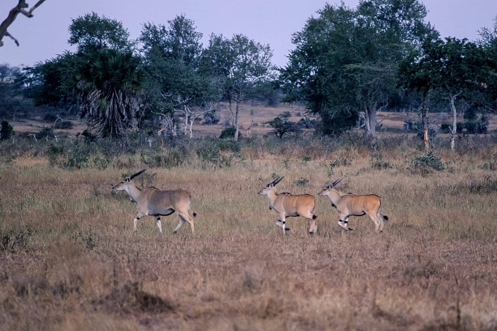 Eland (Taurotragus oryx), Selous Game Reserve, Morogoro, Tanzania, Africa