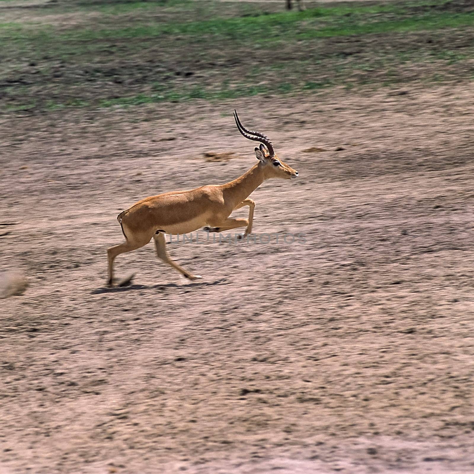 Impala by Giamplume